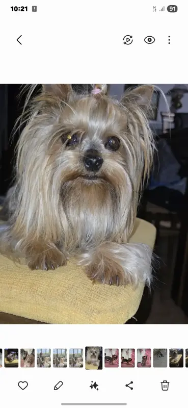 Собаки - Мини йоркширский терьер - Вся Беларусь - Фото 4 Мини йоркширский терьер - Вся Беларусь - 234061 - Доска объявлений Kupika.by - Фото 4