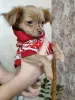 Мальчик чихуахуа красивого окраса - Вся Беларусь - 235224 - Доска объявлений Kupika.by - Фото 2