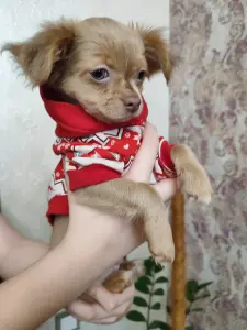 Мальчик чихуахуа красивого окраса