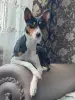 Щенки басенджи триколор - Вся Беларусь - 233204 - Доска объявлений Kupika.by
