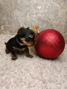 Щенки Йорка, йоркширский терьер