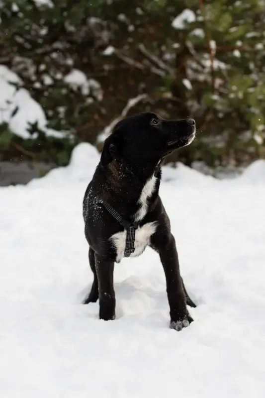 Собака Стрелочка ищет дом - Вся Беларусь - 233830 - Доска объявлений Kupika.by - Фото 2