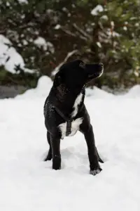 Собака Стрелочка ищет дом