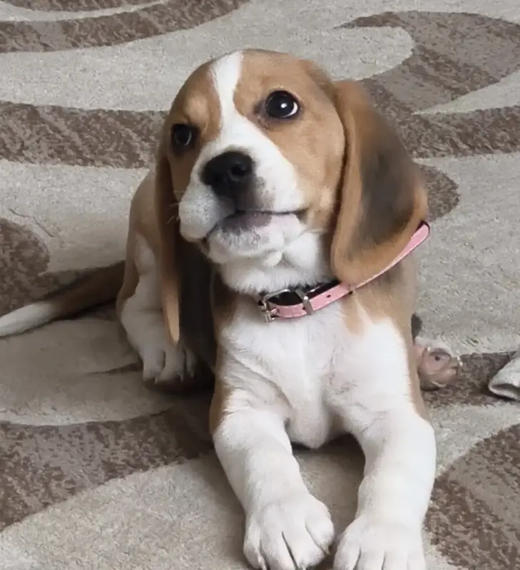 Щенок Бигля - Островец - 234818 - Доска объявлений Kupika.by - Фото 2