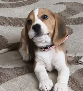 Щенок Бигля