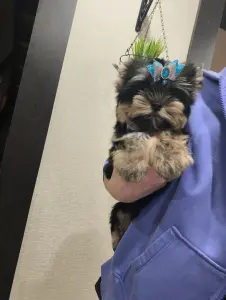 Очень красивый мальчик щенок