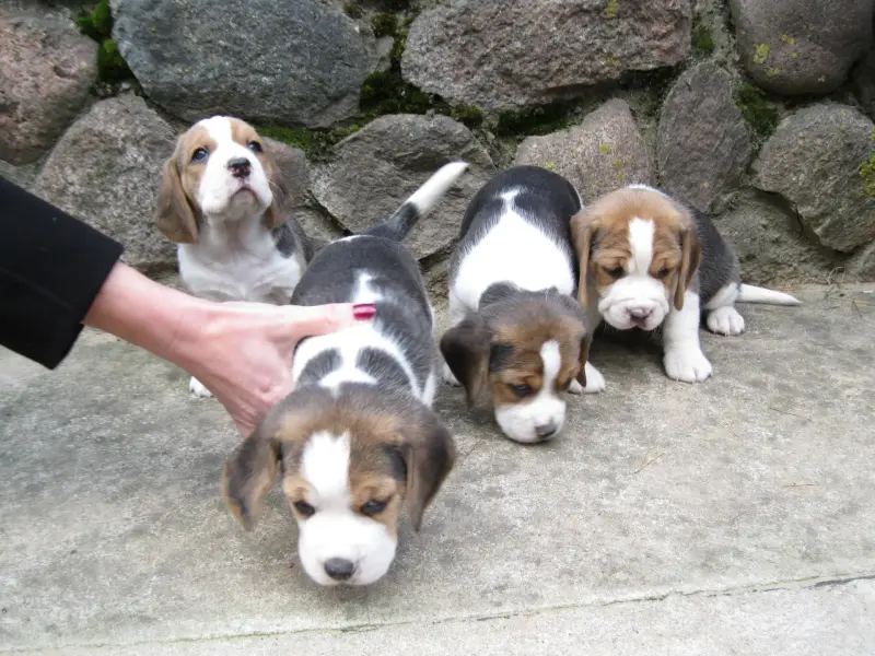 Продажа бигль - Вся Беларусь - 234823 - Доска объявлений Kupika.by - Фото 4