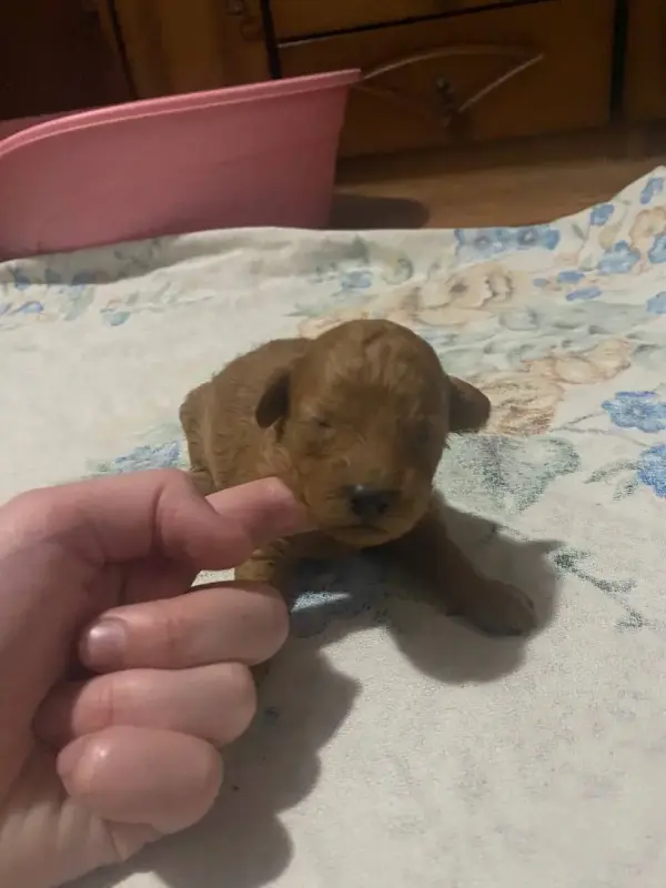 Шоколадки мальтипу доставка рб