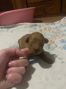 Шоколадки мальтипу доставка рб