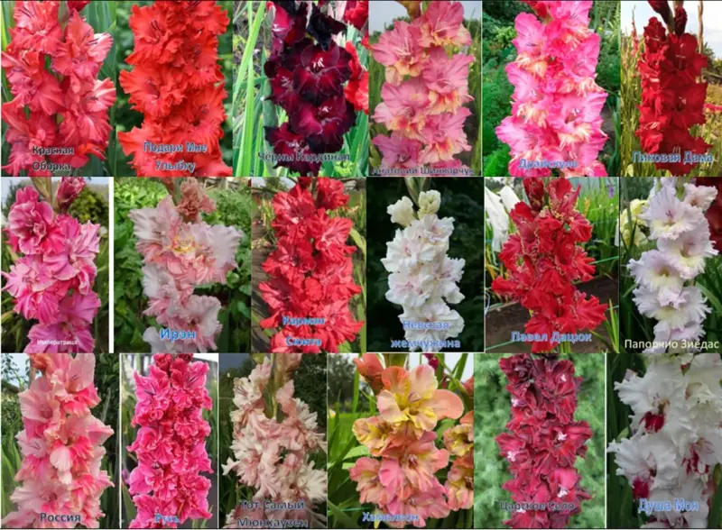 Семена и луковицы - Сортовые гладиолусы Российской и зарубежной селекции - Вся Беларусь - Фото 9 Сортовые гладиолусы Российской и зарубежной селекции - Вся Беларусь - 231779 - Доска объявлений Kupika.by - Фото 9