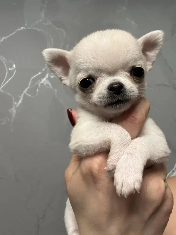 Чихуахуа мини