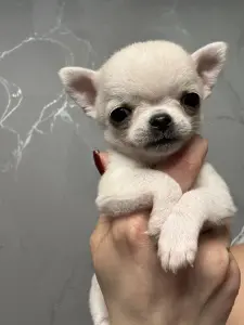 Чихуахуа мини