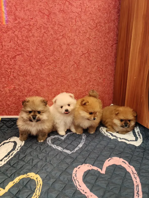 Померанский шпиц.