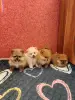 Собаки - Померанский шпиц. - Вся Беларусь Померанский шпиц. - Вся Беларусь - 235143 - Доска объявлений Kupika.by