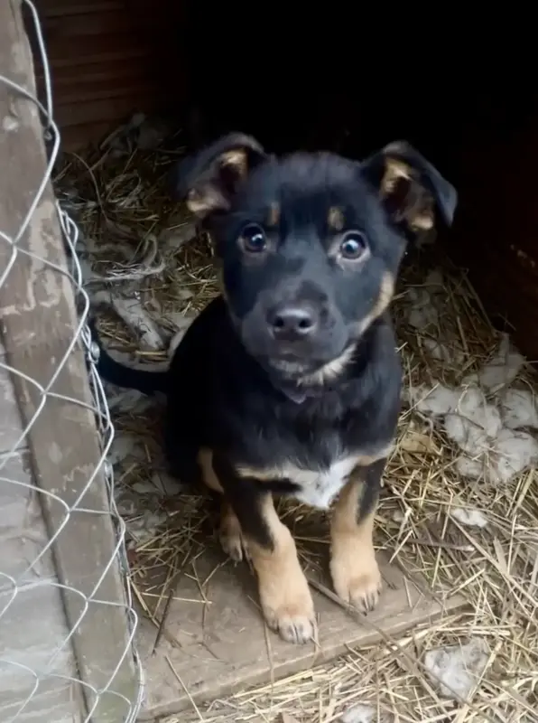 Собаке Шоколапке нужна семья - Вся Беларусь - 233826 - Доска объявлений Kupika.by - Фото 7