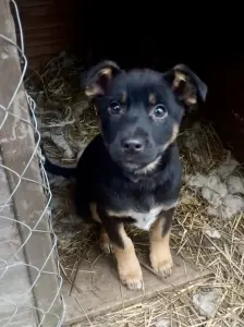 Собаке Шоколапке нужна семья