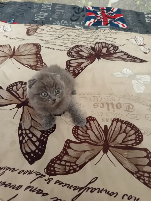 Шотландские котята - Вся Беларусь - 233451 - Доска объявлений Kupika.by - Фото 3