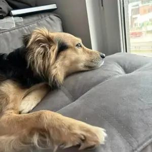 Собака сирота Мишка в дар !