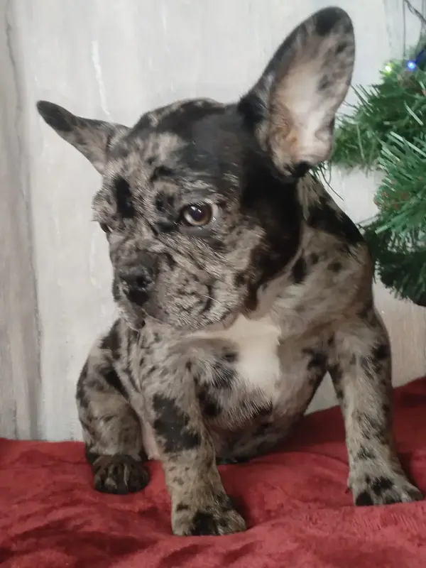 Собаки - Французский бульдог - Вся Беларусь - Фото 2 Французский бульдог - Вся Беларусь - 235101 - Доска объявлений Kupika.by - Фото 2