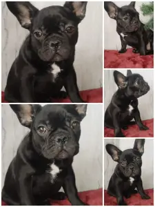 Французский бульдог