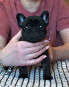 Щенки французского бульдога