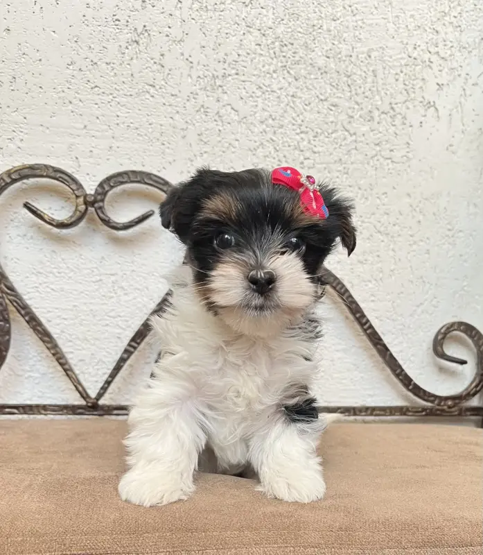 Бивер йоркширский терьер - Вся Беларусь - 233371 - Доска объявлений Kupika.by - Фото 4