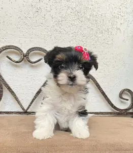 Бивер йоркширский терьер