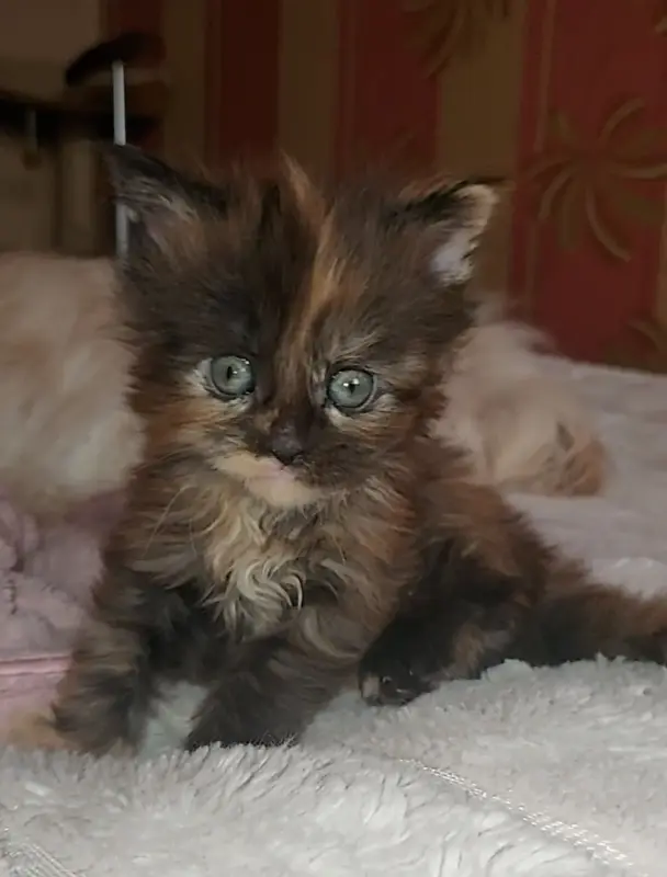 Мейн-кун девочки - Клецк - 233972 - Доска объявлений Kupika.by - Фото 3