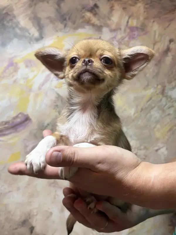 Чихуахуа мальчик - Вся Беларусь - 232974 - Доска объявлений Kupika.by - Фото 3