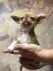 Чихуахуа мальчик - Вся Беларусь - 232974 - Доска объявлений Kupika.by - Фото 3