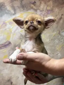 Чихуахуа мальчик