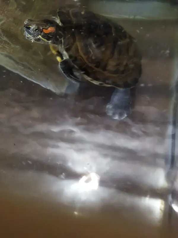 Аквариумистика - Аквариум 50л и черепаха бесплатно - Вся Беларусь - Фото 5 Аквариум 50л и черепаха бесплатно - Вся Беларусь - 228349 - Доска объявлений Kupika.by - Фото 5