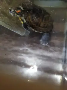 Аквариум 50л и черепаха бесплатно