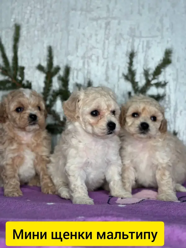 Щенояки мальтипу ф1