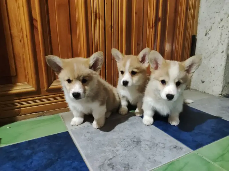 Собаки - Корги - Вся Беларусь - Фото 4 Корги - Вся Беларусь - 234801 - Доска объявлений Kupika.by - Фото 4