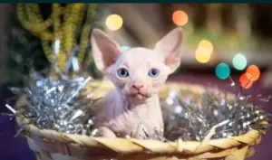 Канадский сфинкс котята