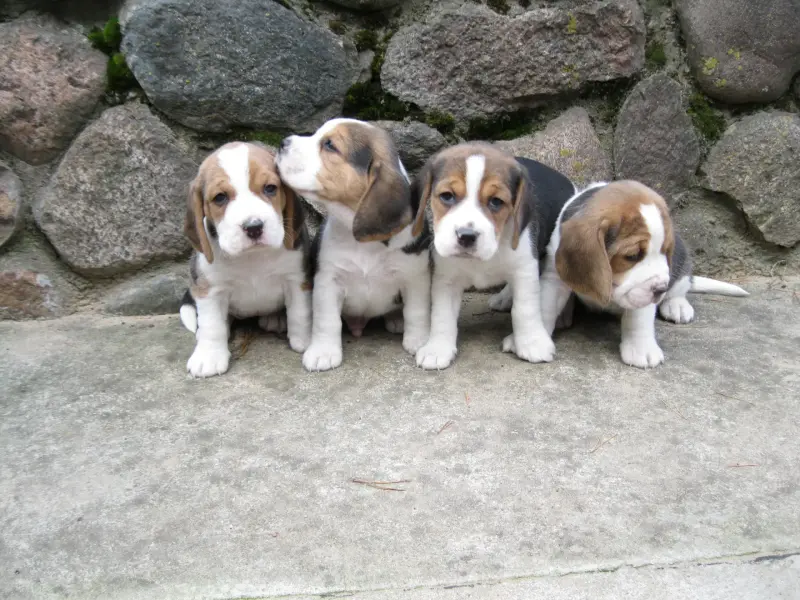 Собаки - Продажа бигль - Вся Беларусь Продажа бигль - Вся Беларусь - 234823 - Доска объявлений Kupika.by