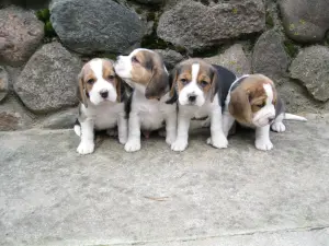 Продажа бигль