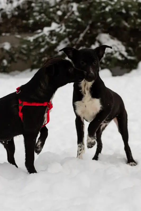 Собаке Крошечке очень нужен дом - Вся Беларусь - 233832 - Доска объявлений Kupika.by - Фото 2