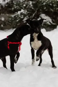 Собаке Крошечке очень нужен дом