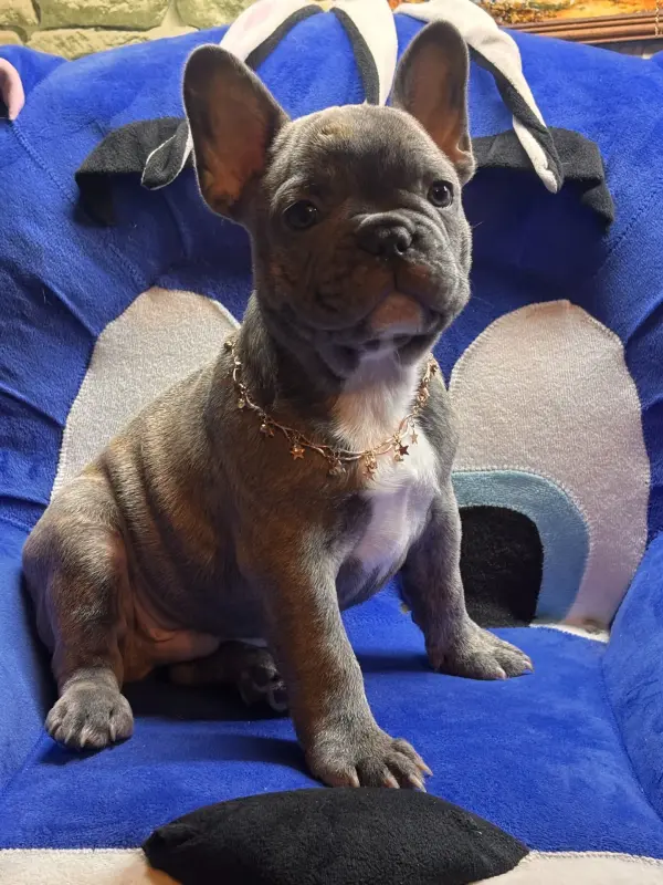 Щенки французского бульдога - Вся Беларусь - 234338 - Доска объявлений Kupika.by - Фото 6