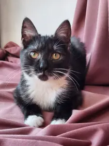 Котенок в дар