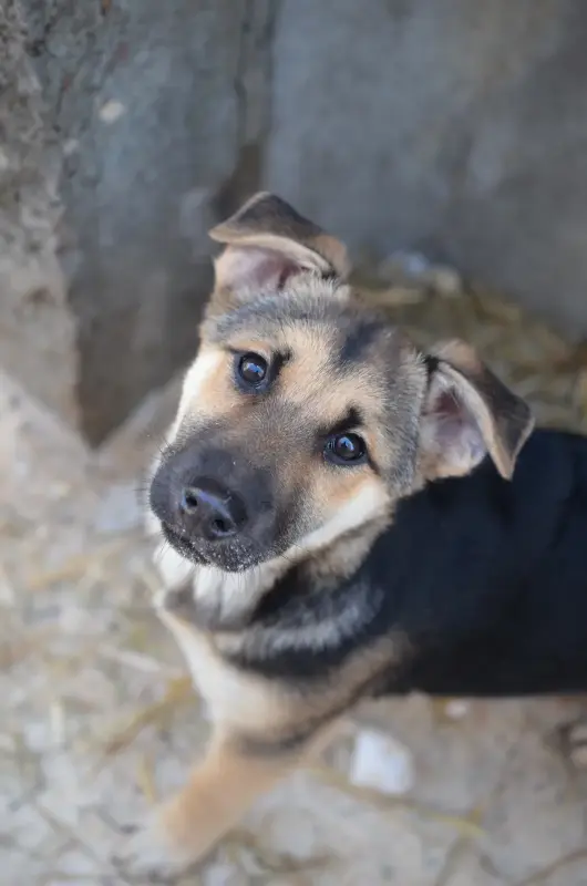 Собаки - Щенки - Вся Беларусь Щенки - Вся Беларусь - 234197 - Доска объявлений Kupika.by