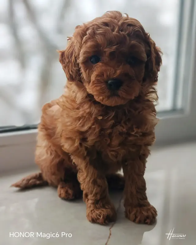 Собаки - Пудель мальчик - Вся Беларусь Пудель мальчик - Вся Беларусь - 233956 - Доска объявлений Kupika.by