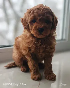 Пудель мальчик