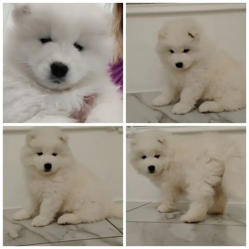 Щенки самоедской лайки - Вся Беларусь - 233797 - Доска объявлений Kupika.by - Фото 4