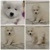 Щенки самоедской лайки - Вся Беларусь - 233797 - Доска объявлений Kupika.by - Фото 4
