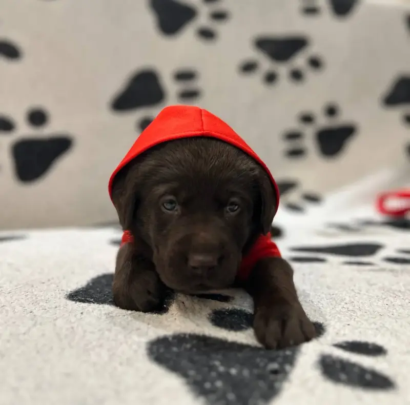 Щенки лабрадора - Вся Беларусь - 231968 - Доска объявлений Kupika.by - Фото 2