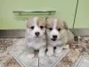 Продажа щенков корги - Нарочь - 234799 - Доска объявлений Kupika.by - Фото 2