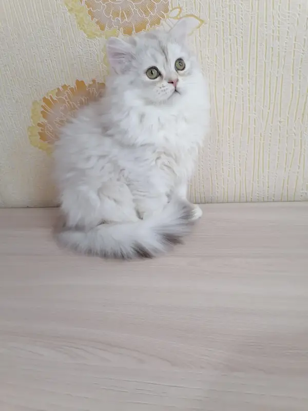 Британский длинношёрстный